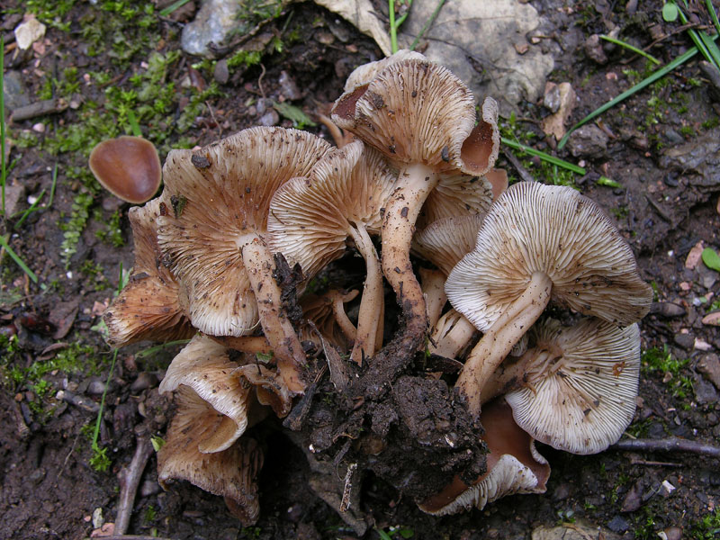 Gymnopus acervatus (Fr.) Murrill